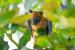 Flying fox, Feridhoo, Maldives